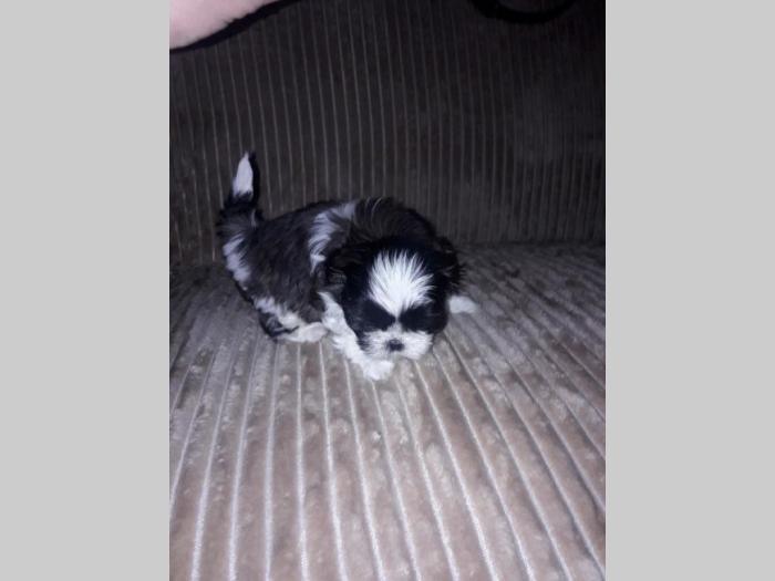 šicu (shihtzu) štenci izuzetnog kvaliteta besplatni mali oglasi