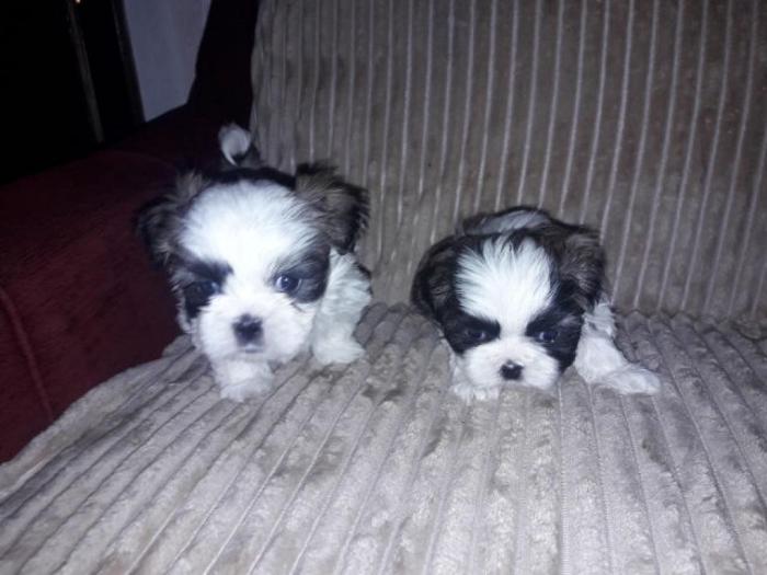šicu (shihtzu) štenci izuzetnog kvaliteta besplatni mali oglasi