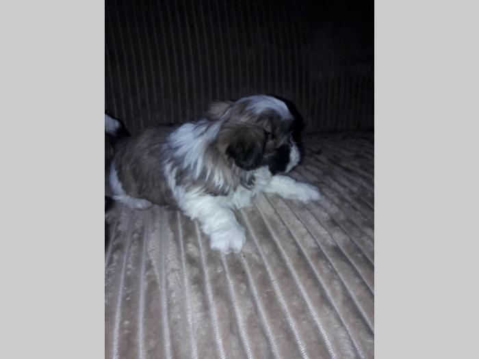 šicu (shihtzu) štenci izuzetnog kvaliteta besplatni mali oglasi