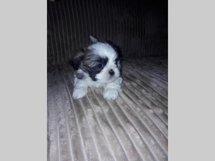šicu (shihtzu) štenci izuzetnog kvaliteta besplatni mali oglasi