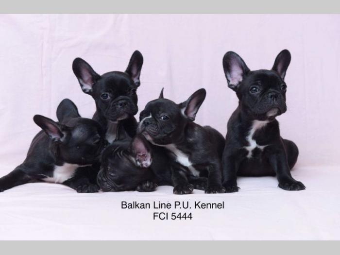 francuski buldog tri prelepa mužjaka besplatni mali oglasi