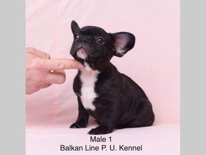 francuski buldog tri prelepa mužjaka besplatni mali oglasi