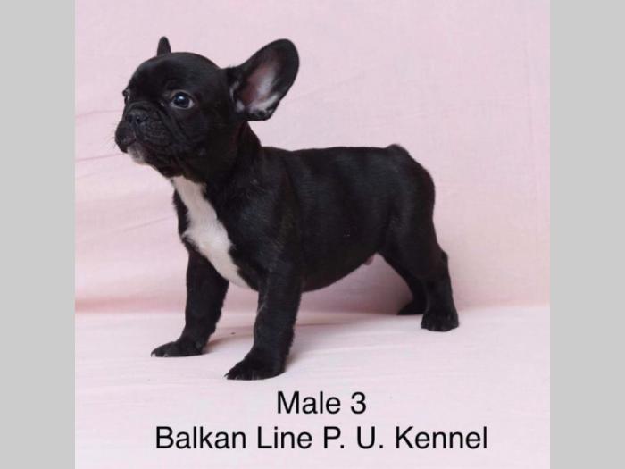 francuski buldog tri prelepa mužjaka besplatni mali oglasi
