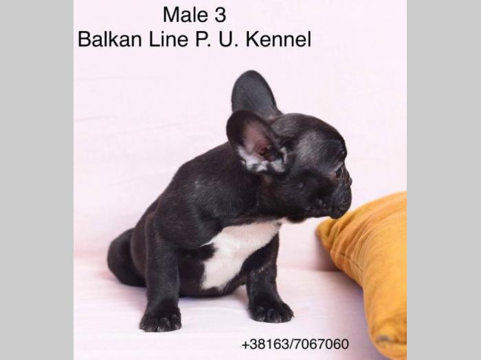 francuski buldog tri prelepa mužjaka besplatni mali oglasi