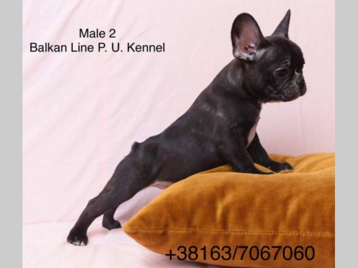 francuski buldog tri prelepa mužjaka besplatni mali oglasi