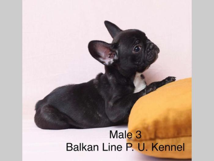 francuski buldog tri prelepa mužjaka besplatni mali oglasi