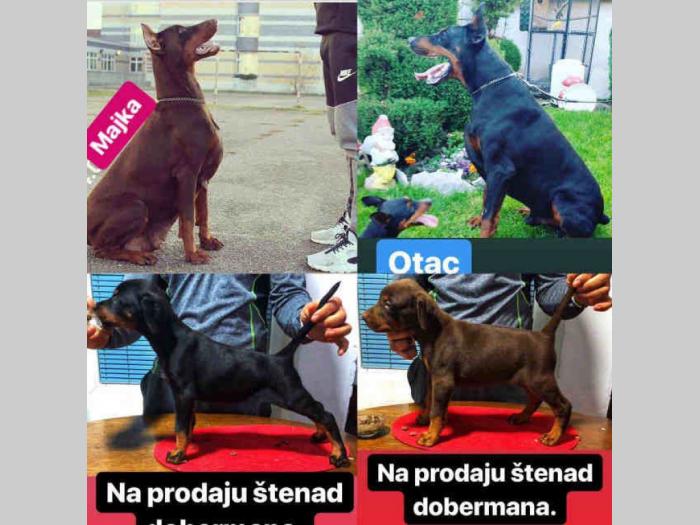 doberman štenci šampionskog porekla besplatni mali oglasi