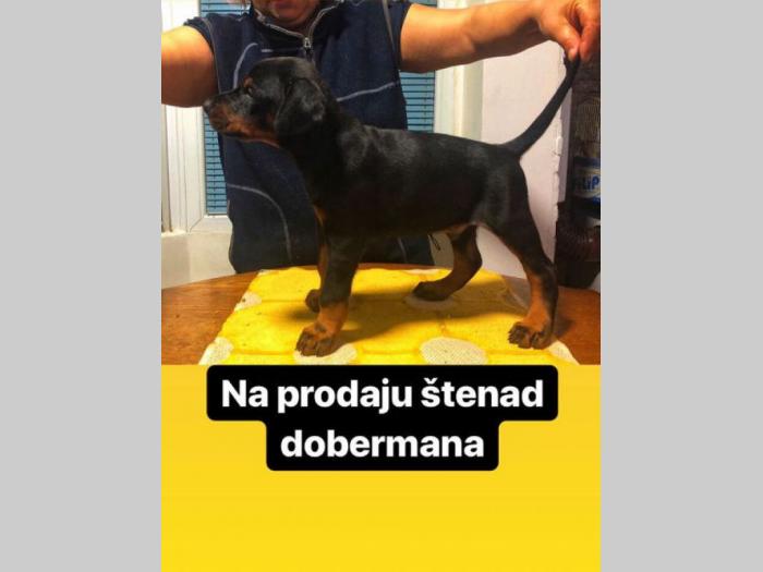 doberman štenci šampionskog porekla besplatni mali oglasi