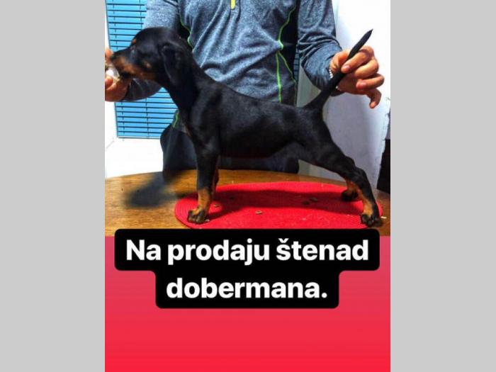doberman štenci šampionskog porekla besplatni mali oglasi