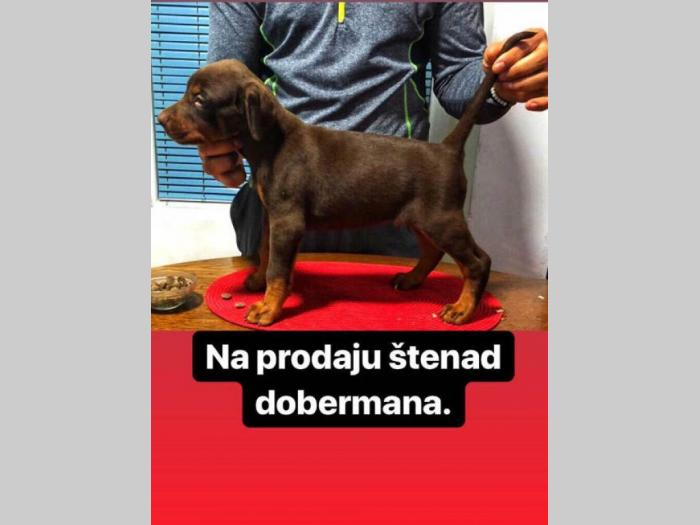 doberman štenci šampionskog porekla besplatni mali oglasi