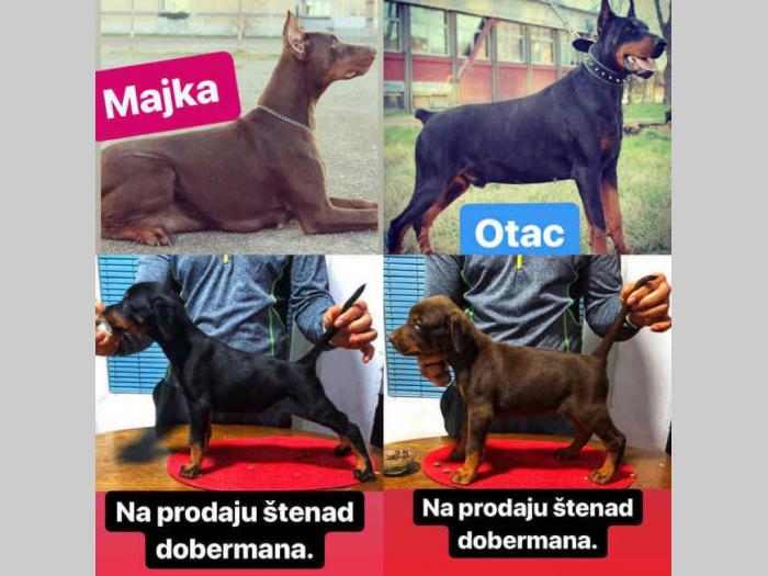 doberman štenci šampionskog porekla besplatni mali oglasi