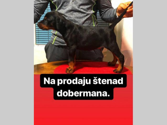 doberman štenci šampionskog porekla besplatni mali oglasi
