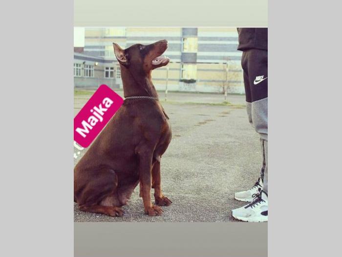 doberman štenci šampionskog porekla besplatni mali oglasi