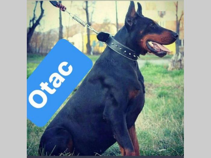 doberman štenci šampionskog porekla besplatni mali oglasi