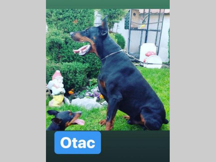 doberman štenci šampionskog porekla besplatni mali oglasi