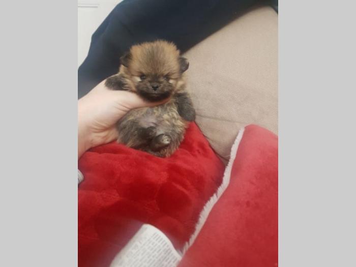prodajem štence pomeranaca besplatni mali oglasi