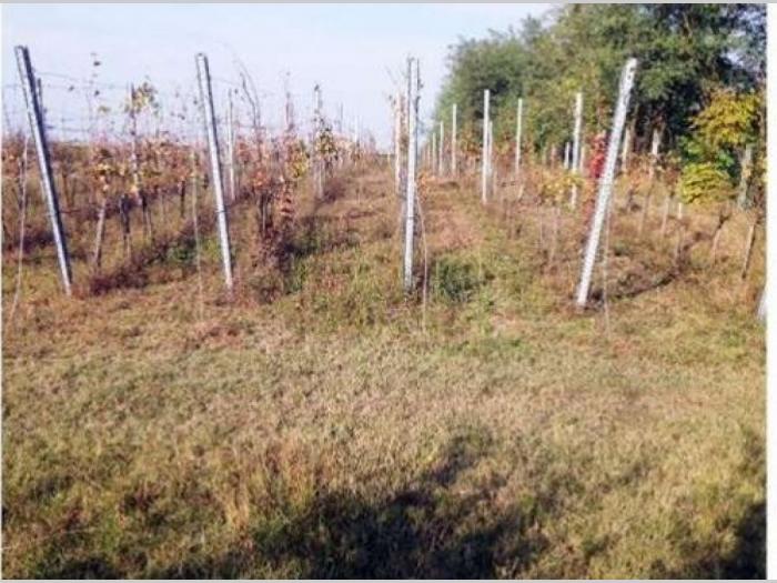 titel, gardinovci kuća 210m2 besplatni mali oglasi