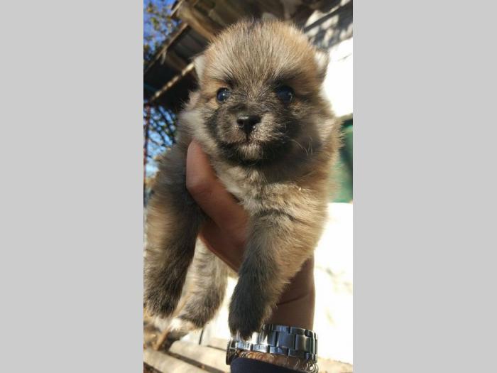 nemački mali špicevi štenci na prodaju besplatni mali oglasi