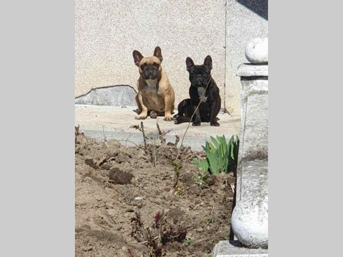 rasprodaja francuskih buldoga besplatni mali oglasi