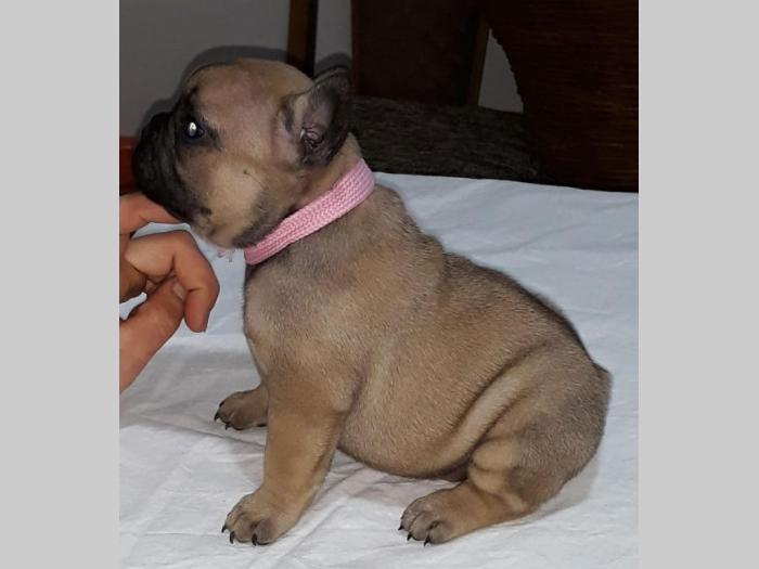 štenci francuskog buldoga besplatni mali oglasi