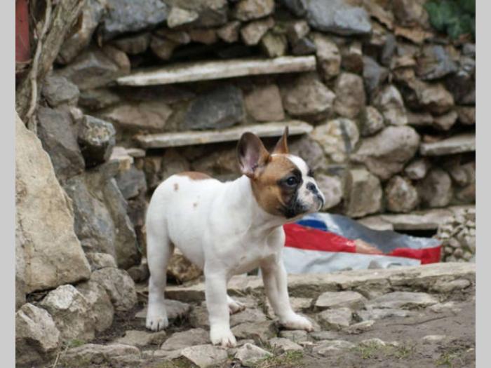 francuski buldog štenci besplatni mali oglasi