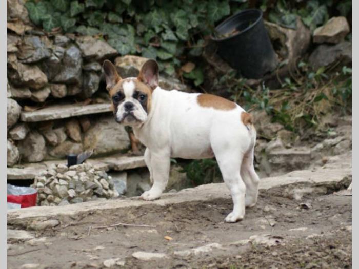 francuski buldog štenci besplatni mali oglasi