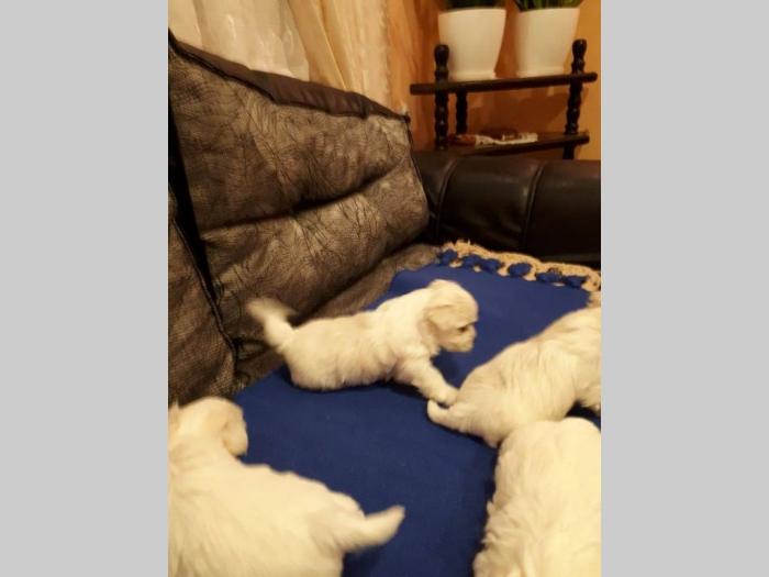 štenad maltezera besplatni mali oglasi