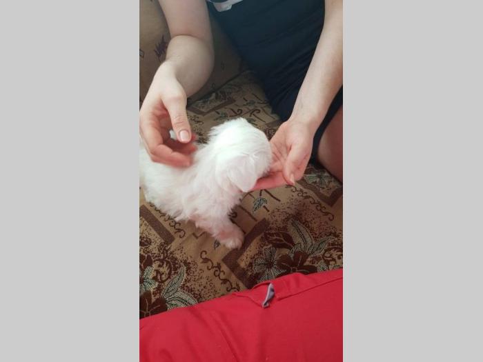 štenad maltezera besplatni mali oglasi