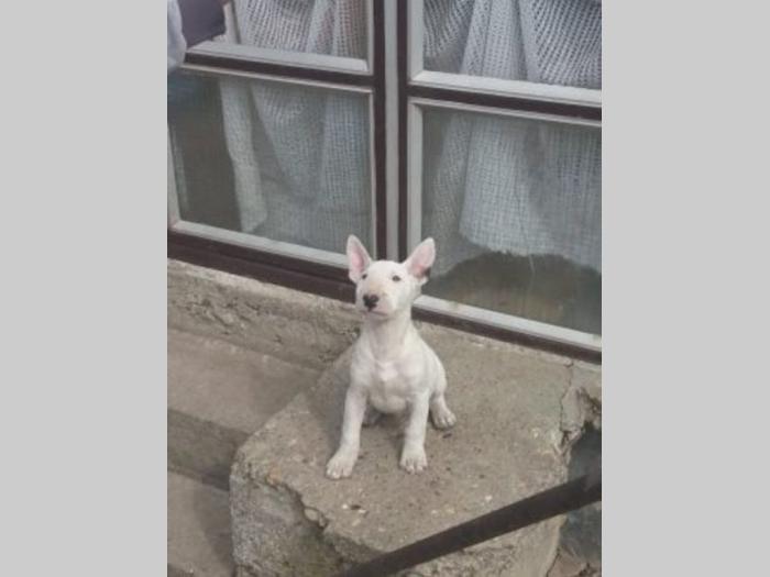 bul terijer štenci besplatni mali oglasi