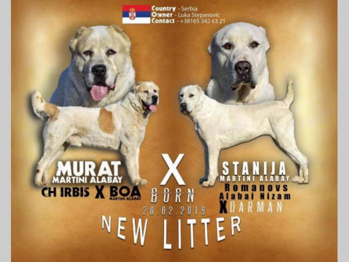 srednjeazijski ovčar azijat i štenci besplatni mali oglasi
