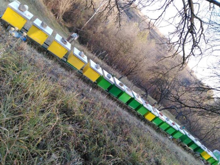 na prodaju košnice sa pčelama besplatni mali oglasi