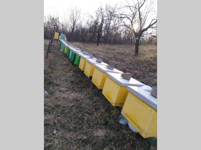 na prodaju košnice sa pčelama besplatni mali oglasi