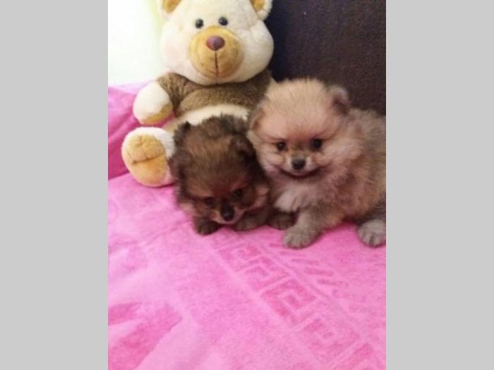 prelepi štenci pomeranaca, oba pola besplatni mali oglasi