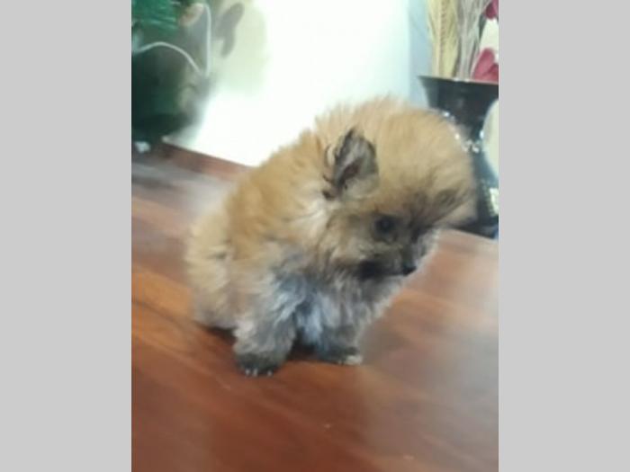 prelepi štenci pomeranaca, oba pola besplatni mali oglasi