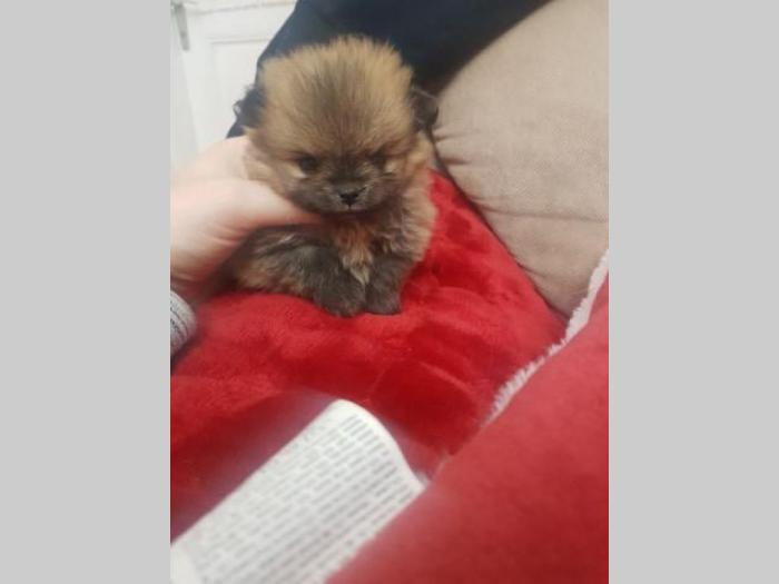 pomeranac super odlakani štenci besplatni mali oglasi