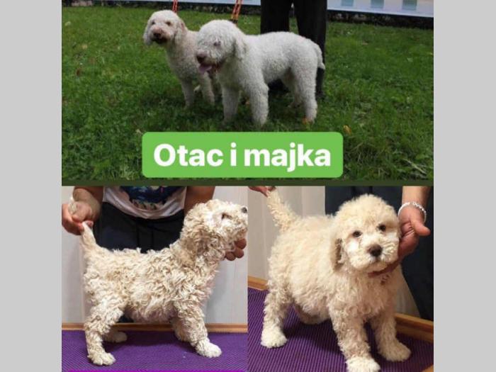 lagoto štenci na prodaju besplatni mali oglasi