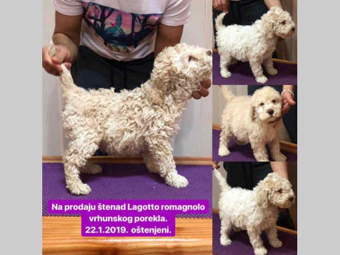 lagoto štenci na prodaju besplatni mali oglasi