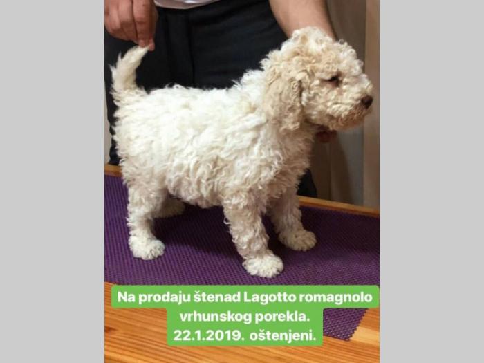 lagoto štenci na prodaju besplatni mali oglasi