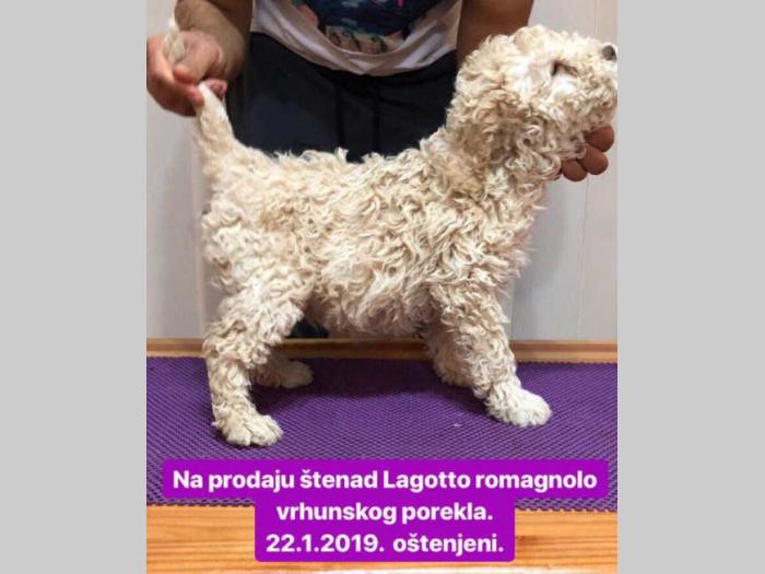lagoto štenci na prodaju besplatni mali oglasi