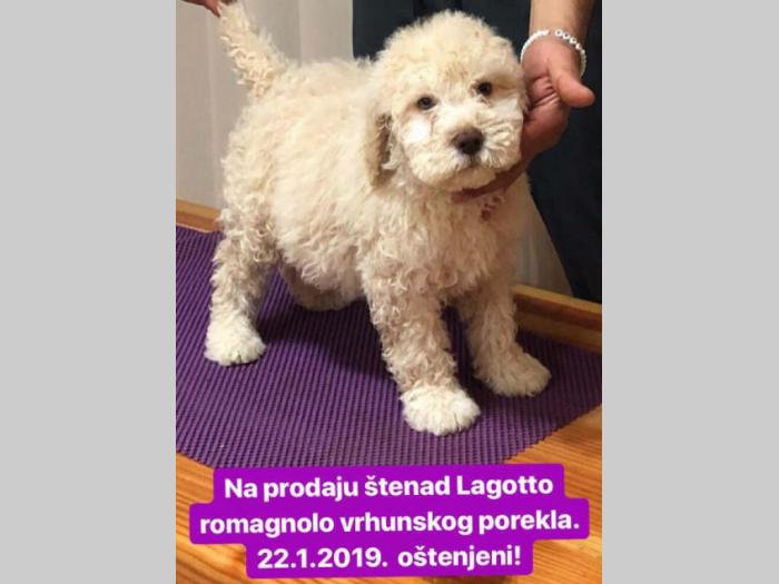 lagoto štenci na prodaju besplatni mali oglasi