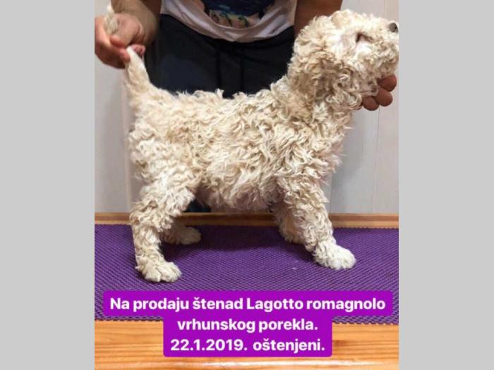 lagoto štenci na prodaju besplatni mali oglasi