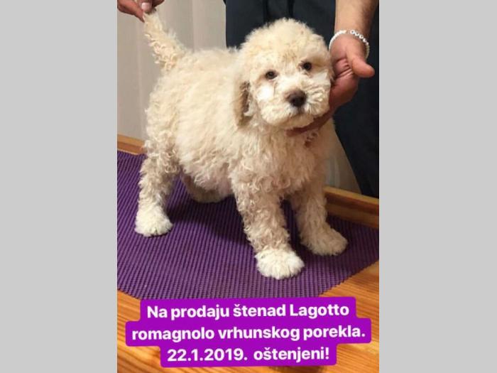 lagoto štenci na prodaju besplatni mali oglasi