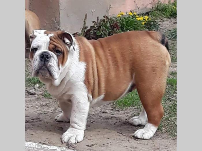 štenci engleskog buldoga besplatni mali oglasi