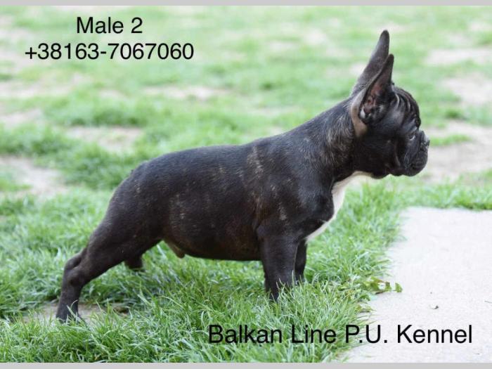 francuski buldog dva prelepa muška šteneta besplatni mali oglasi