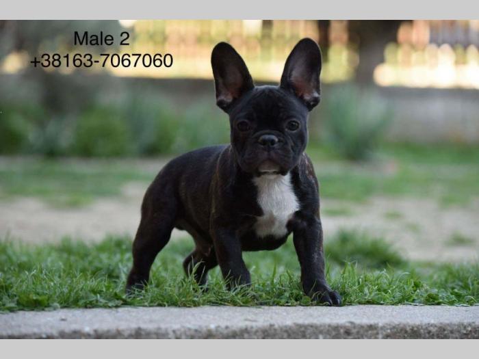 francuski buldog dva prelepa muška šteneta besplatni mali oglasi