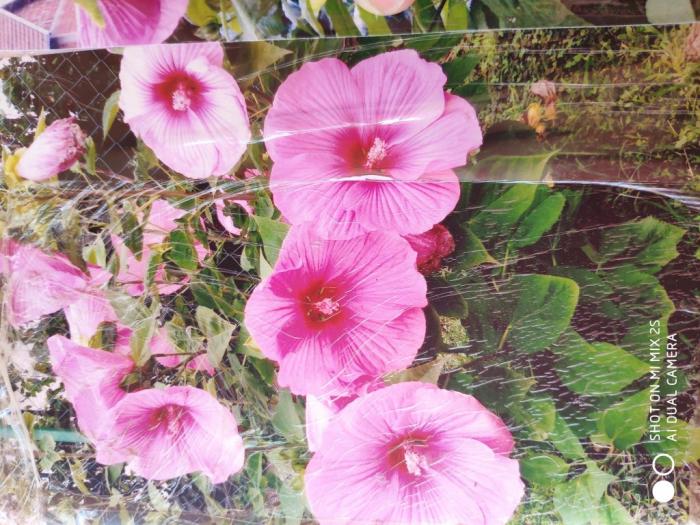 prodaja kineskog hibiskusa besplatni mali oglasi