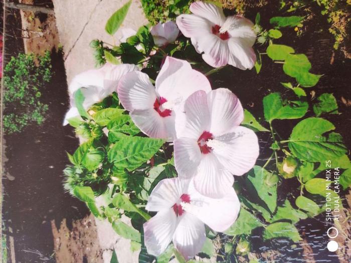 prodaja kineskog hibiskusa besplatni mali oglasi