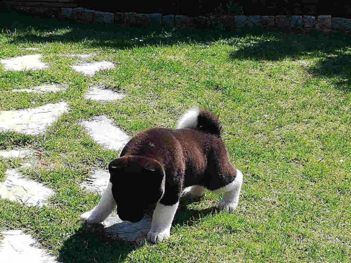 američka akita štenci izložbenog potencijala besplatni mali oglasi