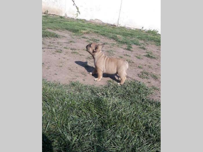 štenci francuskog buldoga besplatni mali oglasi