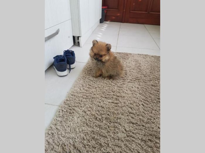 pomeranski špic štenci oba pola besplatni mali oglasi